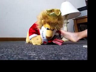 Stuffed Animals Gone Wild!!!