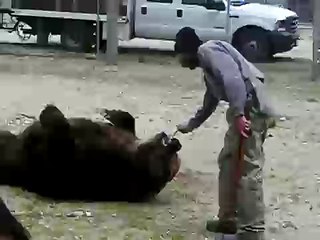 Animal trainers gone wild