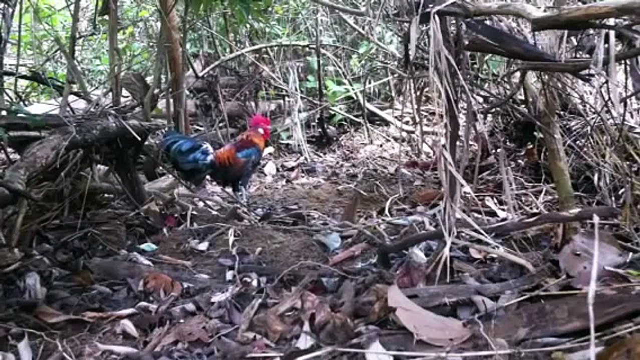 Pikat ayam hutan (mata nana)