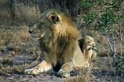 3 Male African Lions attack Male Buffalo Herd The Wild Life by the Sharpys, Africa 4