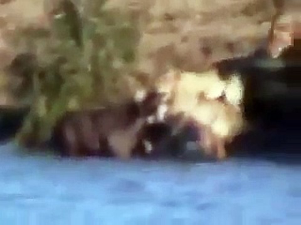 The most wild Tiger Attack video ever seen