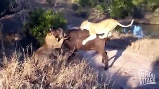Lion vs Buffalo - Fight to Death 2015