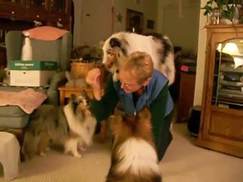 Sheltie Tricks