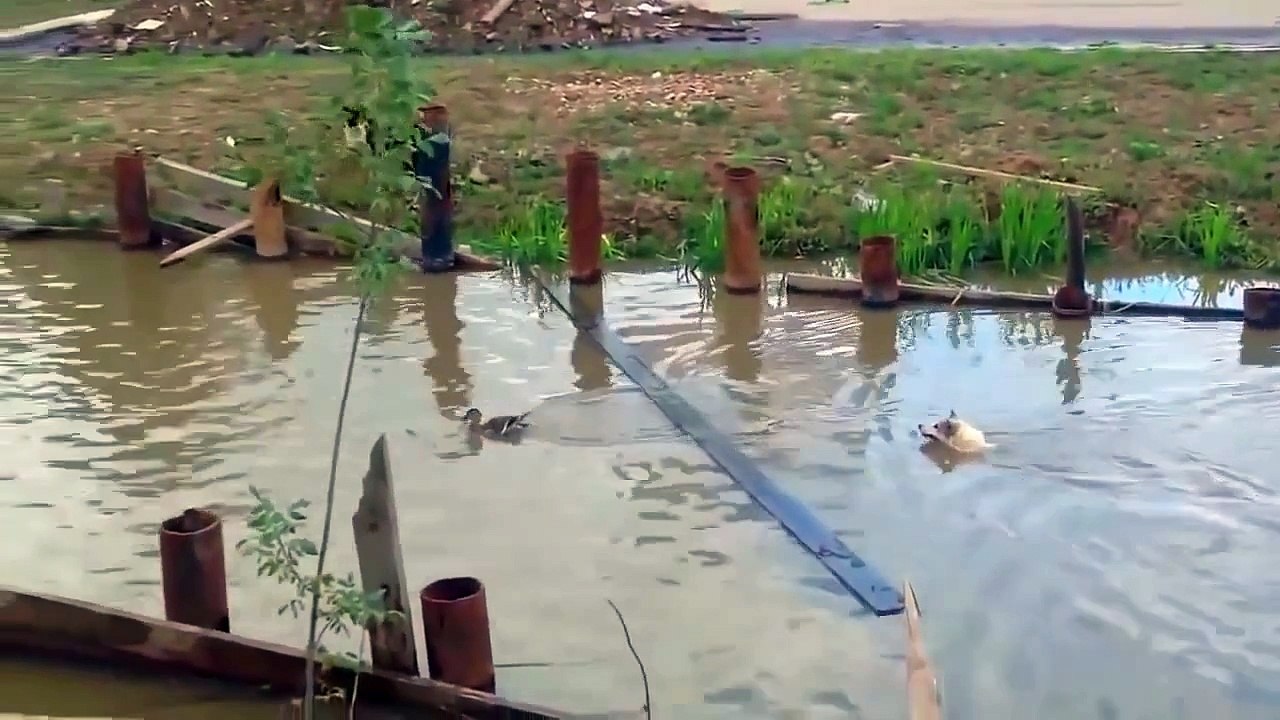 Funny Cats - Funny Dogs - Funny Pets - Funny videos compilation of animals in 2015 ## P5