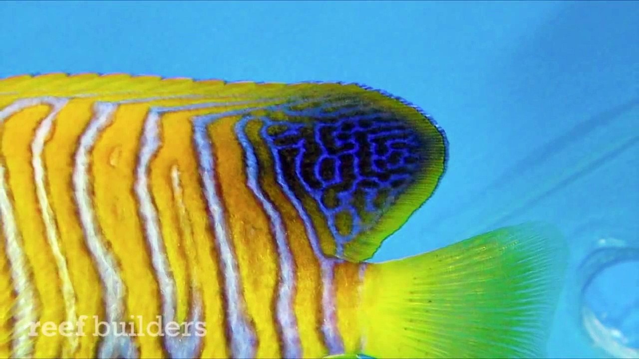 Unique Regal Angelfish from the Maldives