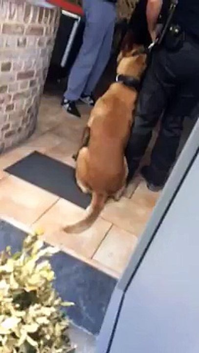 Arrestation musclée de la police en Belgique un homme Sous l'emprise de l'alcool,