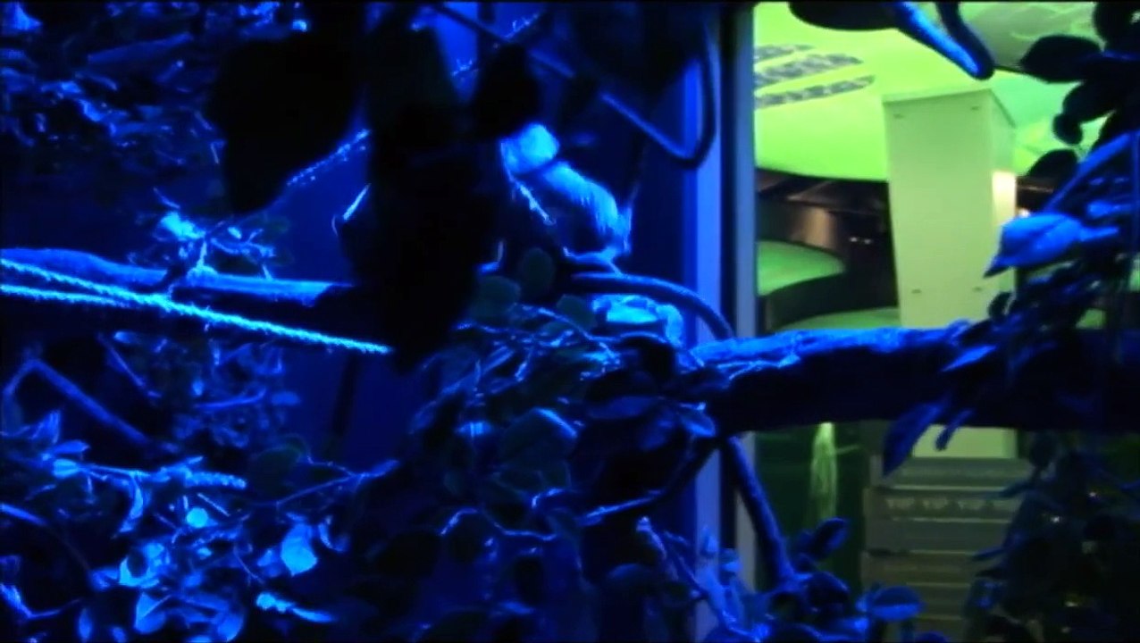 B-roll for Moody Gardens Slow Loris