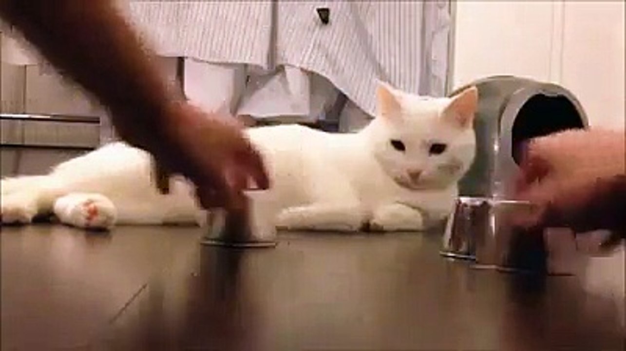Amazing Cat ... Must watch :)