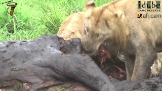 Hyenas And Lions Scavenge From A Hippo #youtubeZA