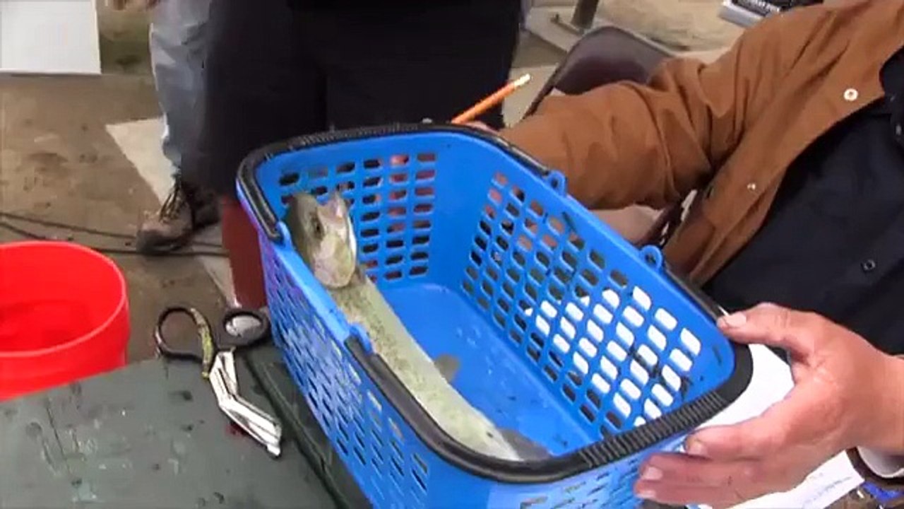 Kids catch whoppers at Fountain Valley fishing derby - 2013-03-17