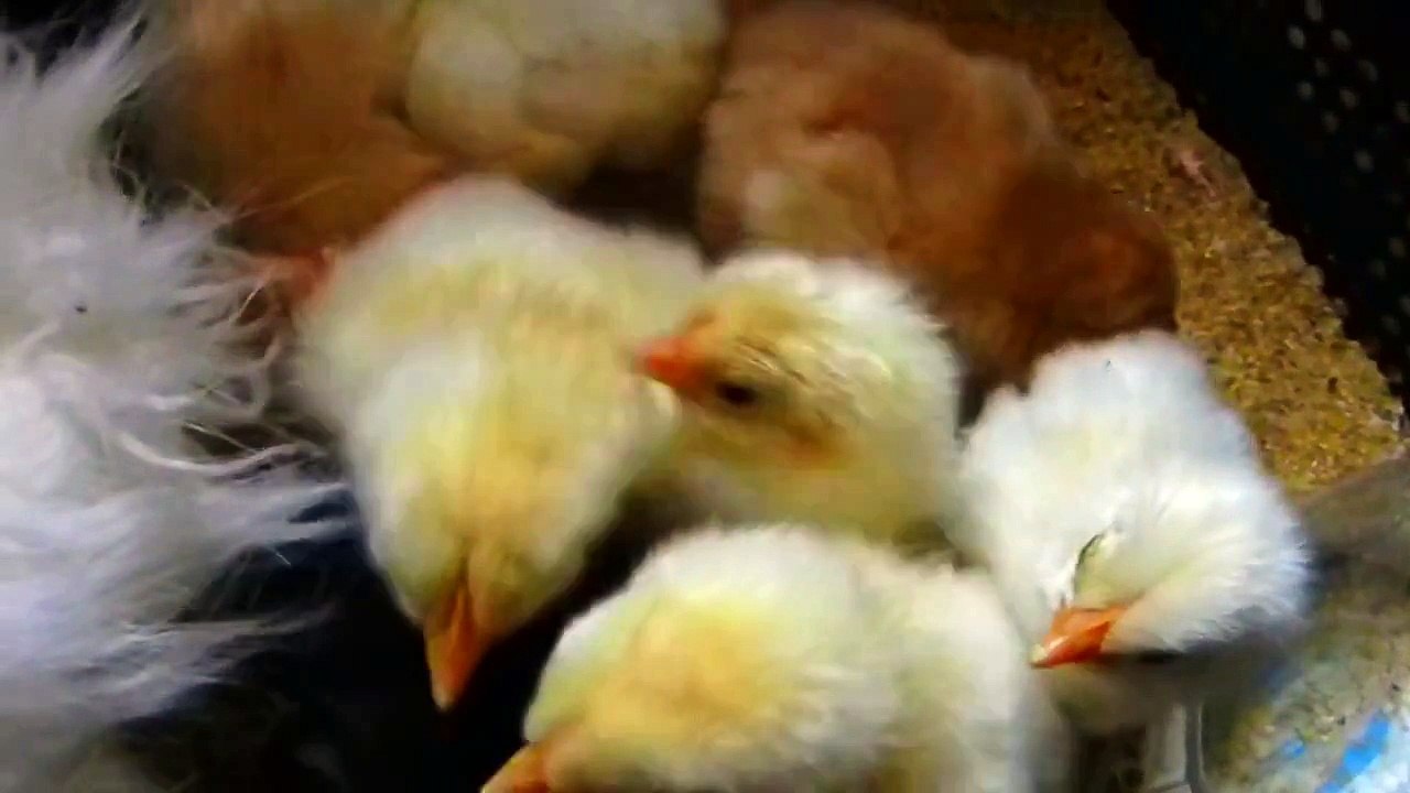 Pui de gaina la 10-15 ore