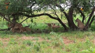LIONS: Following The Pride 36: Watching Hyena And Buffalo #youtubeZA
