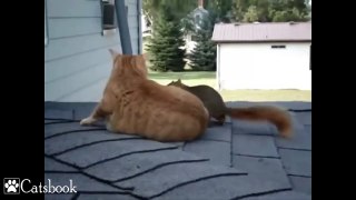 Cat Playing With Squirrel