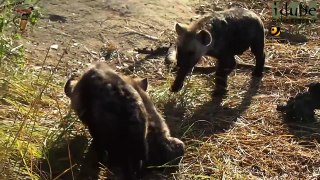 New Cubs At The Hyena Den #youtubeZA
