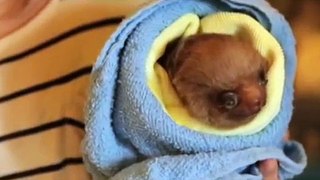 Baby sloths need your help