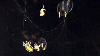 HD Jellyfish footage