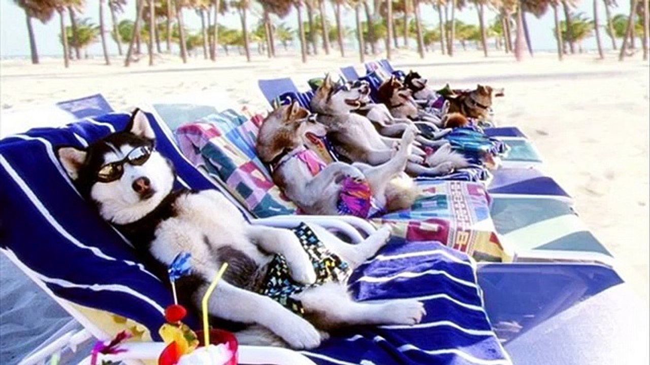 funny pics vacation