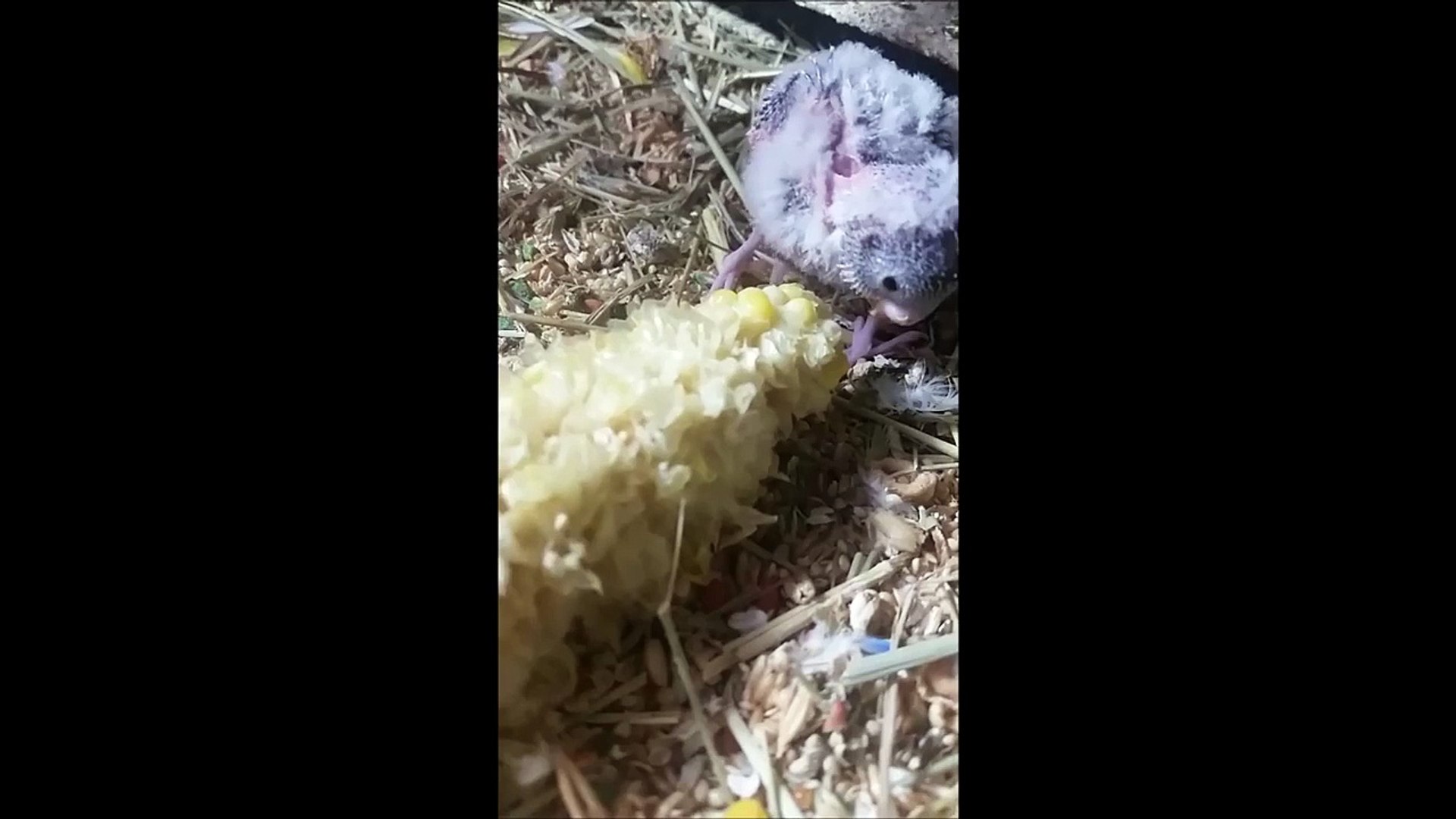 ⁣Baby parakeet tries corn on the cob.