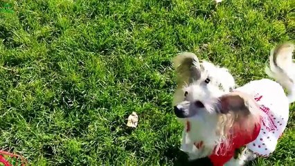 Cute Dogs Saying 'I Love You' Compilation 2013 [HD]