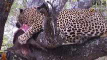 Male Leopard Kills, Eats Warthog, Hyena Tries To Steal Warthog Kill (Leopard Vs Warthog Vs Hyena)