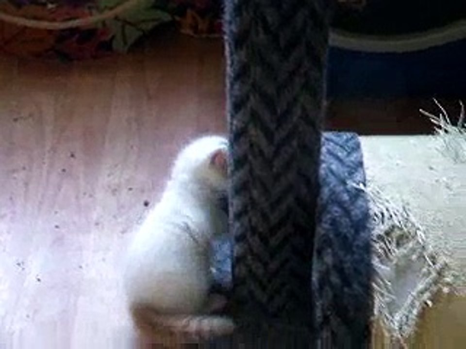 First 2008 Turkish Van Litter
