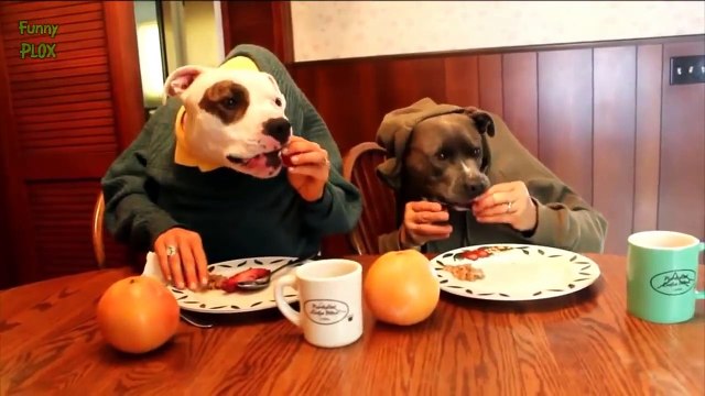 Dogs Eating With Human Hands Compilation 2014 [NEW HD]