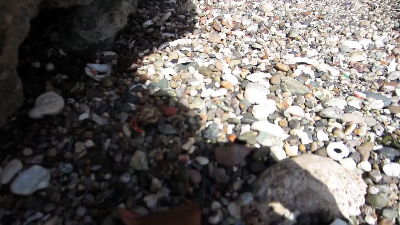 Mister Crab at Curacao Christoffel Park beach