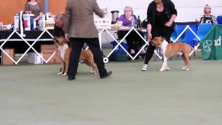 Terrier CH Show, Amstaff Class. Dogs