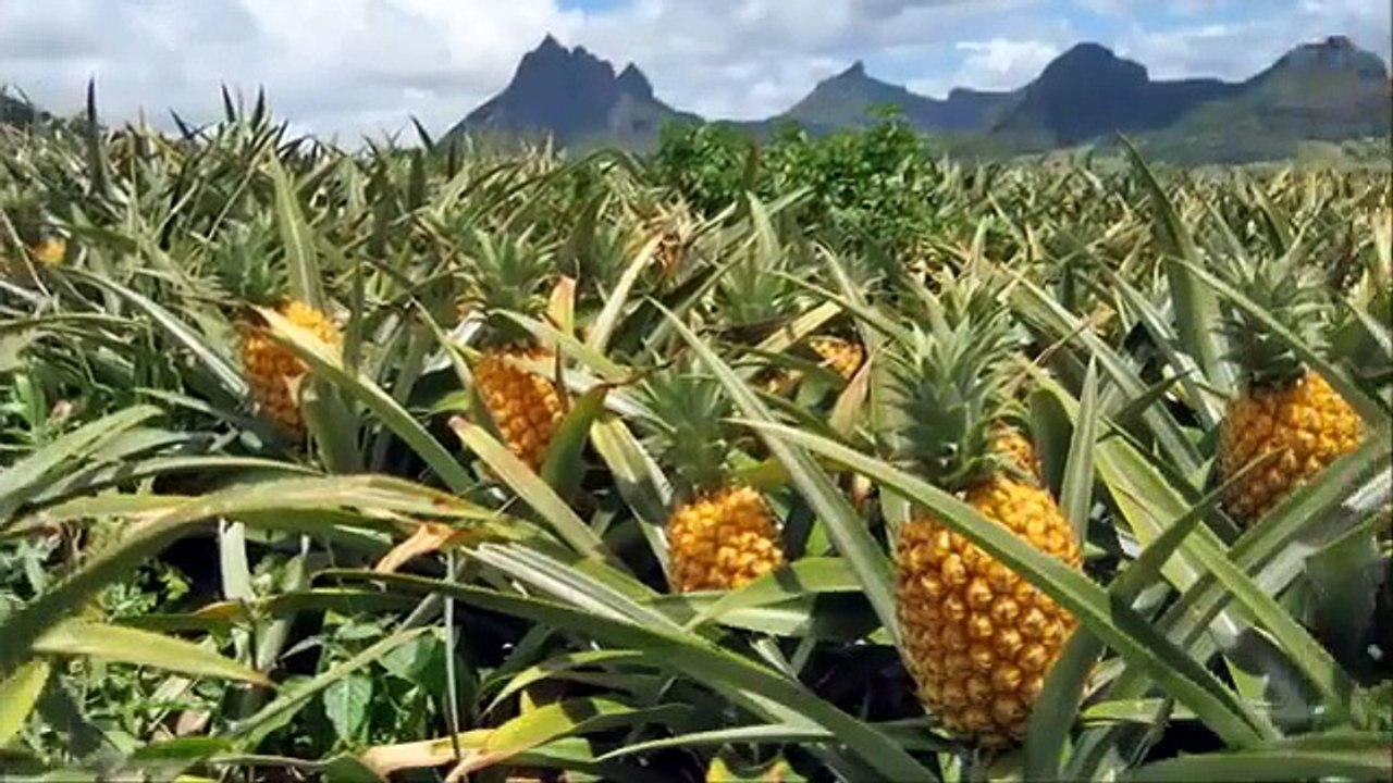 Pineapple juice extraction how its made
