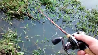 Fishing Hoplias malabaricus