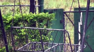 The Green Bee-eater