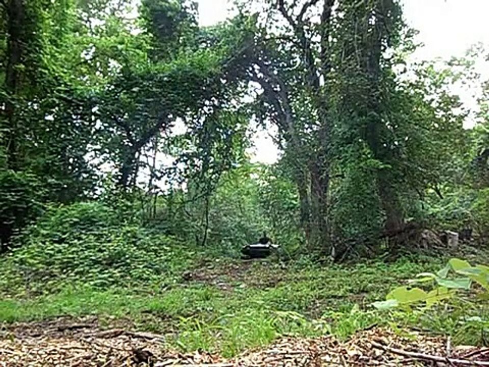 Attex Wild Wolf 1st run