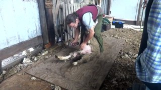 Machine Shearing Instruction