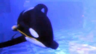 What Activists Don't Want You To See: A Happy Tilikum at SeaWorld Orlando