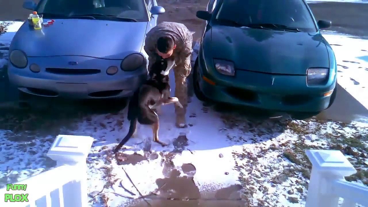 Dogs Welcoming Soldiers Home Compilation 2012 [HD]