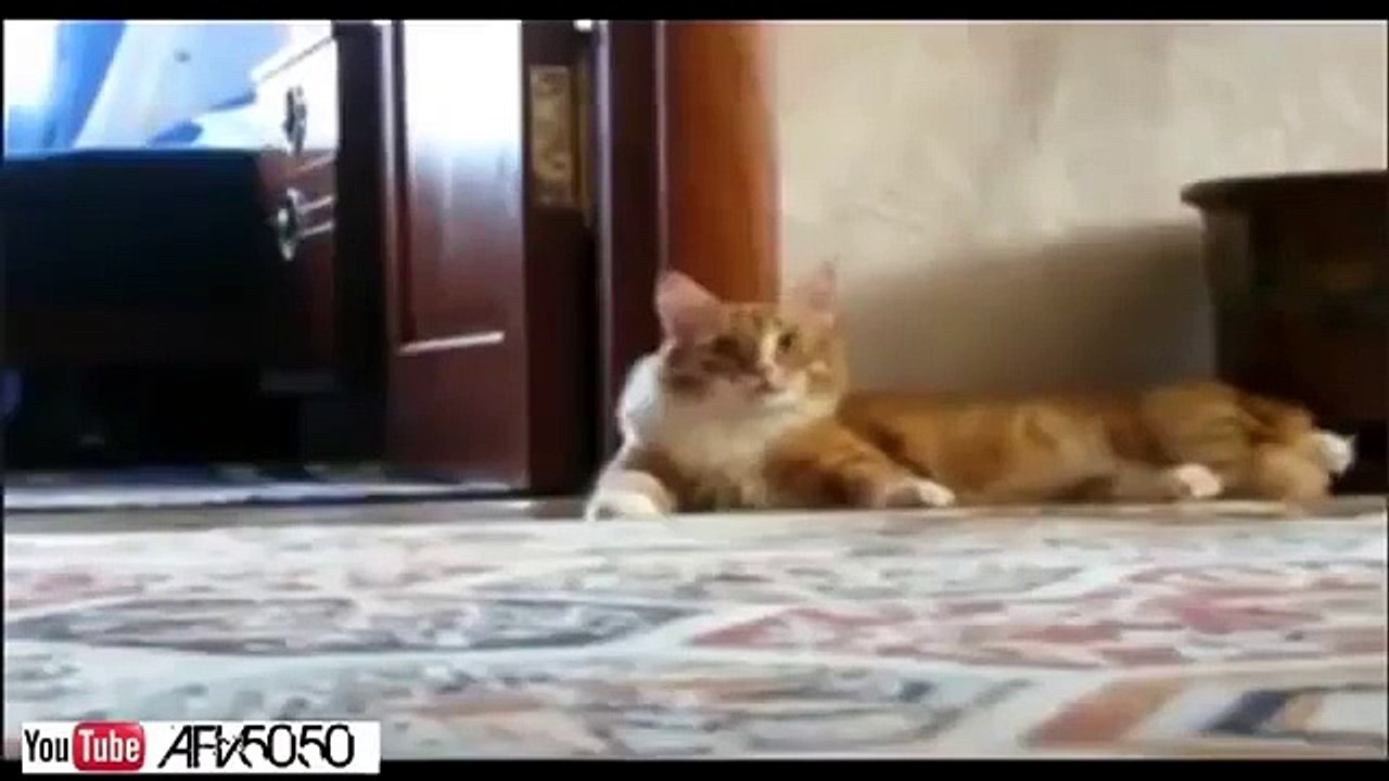 new Animals Funny Video Clips
