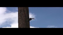 IVORY BILLED WOODPECKER FILMED IN SANFORD FLORIDA