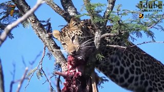 Young Leopard Eats An Impala Kill As Hyenas Circle Below
