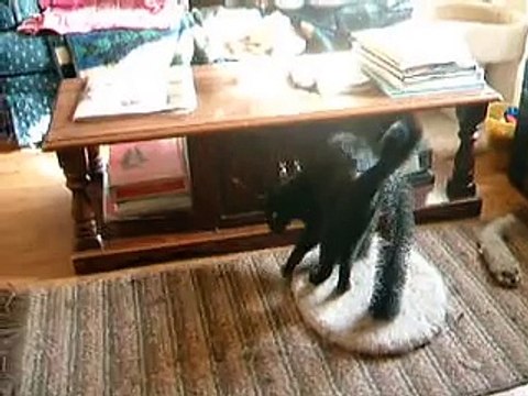 Munchkin demonstrates the scratching brush