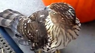 Baby Hawk attacks our front door