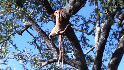 Leopard Growls At Hyena #youtubeZA