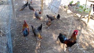 gallina utrerana perdiz 2014 preselección reproductores 1