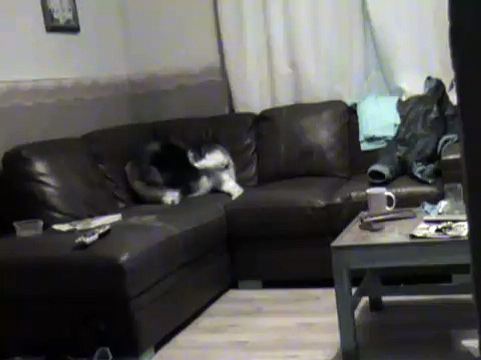 Funny Akita puppy Milo shocks me!!