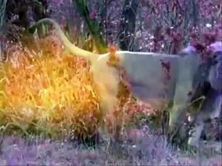 Território Selvagem - Leões - Parte 1 (Discovery Channel)