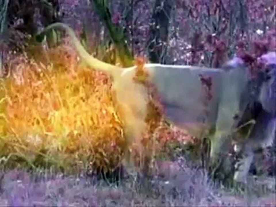 Território Selvagem - Leões - Parte 1 (Discovery Channel)