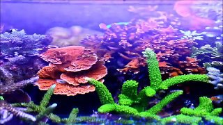 Eren Yelkenci's Reef Aquarium 7 - ReeFlowers