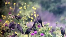 Tricolored Blackbirds at the Merced National Wildlife Refuge - April 2015
