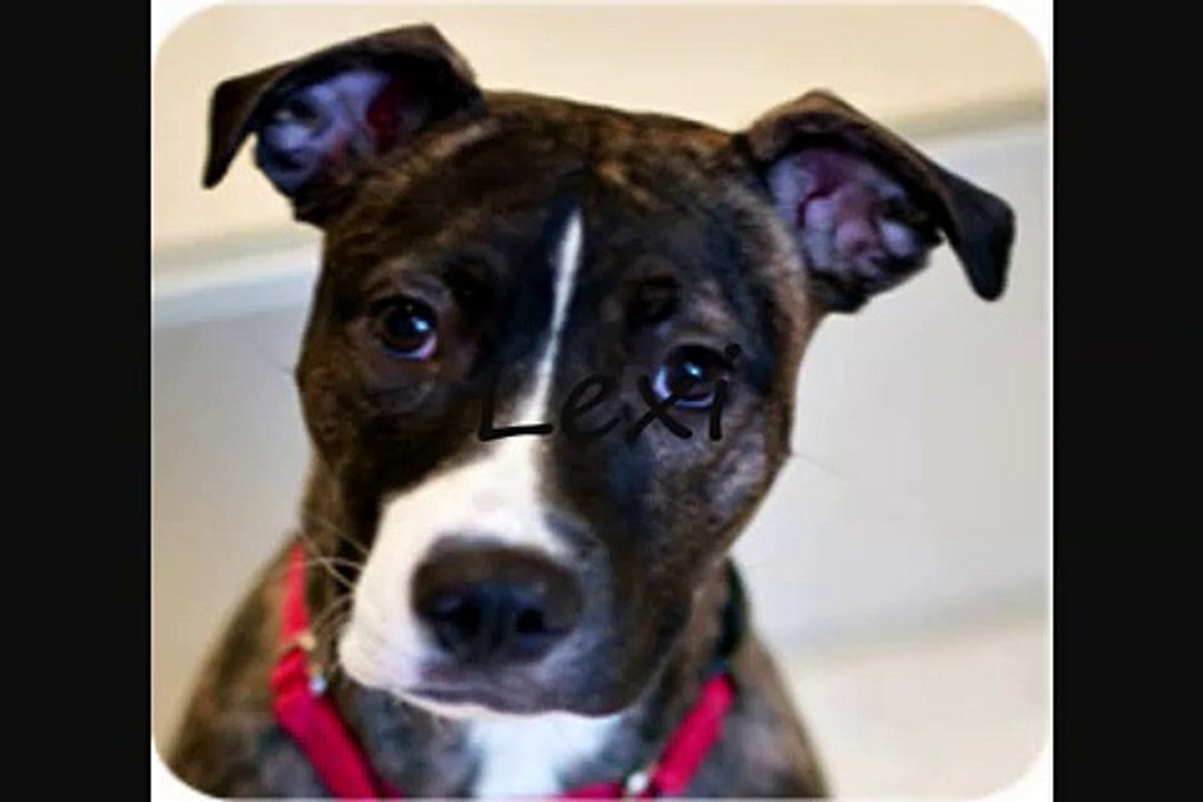 ASPCA commercial