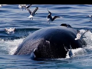 The Biggest Blue Whale In The Ocean