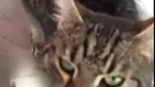 Funny Cat coughing and hiccuping
